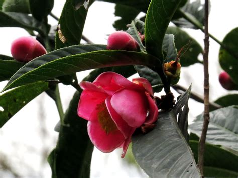 海棠茶花種植|海棠茶花(越南抱莖茶)